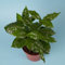 semillas de plantas de café, semillas de variedades antiguas plantas perennes resistentes balcón invernadero flores decorativas plantas raras semillas orgánicas de bonsái plantas de 100pcs