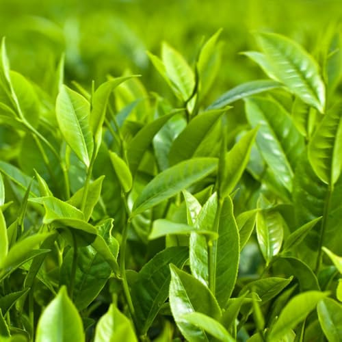 té de Cubresuelos resistentes balcón semillas jardín decorativa 60pcs