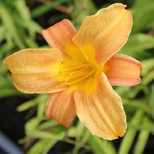 12 unidades o 1 m² Lirio de día 'Baley Hay' - Hemerocallis 'Baley Hay' Bucket 9x9 cm