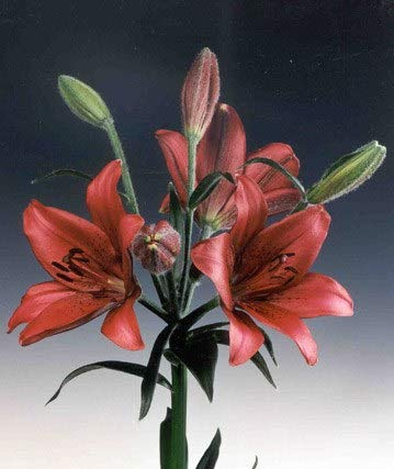Ramo Flores Frescas de Lilium Rojo 10 Tallos PORTES GRATIS