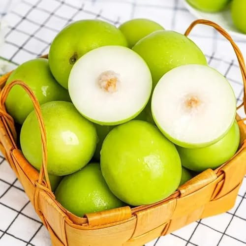 semi resistenti di palma da dattero di giuggiole, vecchie varietà fresca, resistenti per balconi 100pcs