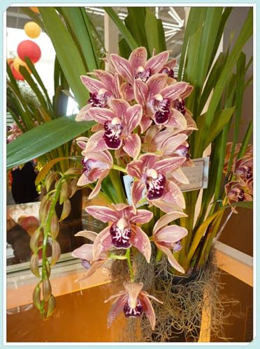 Bulbos de Orquídea CymbidiumPorte Grácil y Armónico-Elegantes y Duraderas- Ideal para Interior y Exterior - Bulbos de Orquídea Cymbidium -3 Bulbos-B