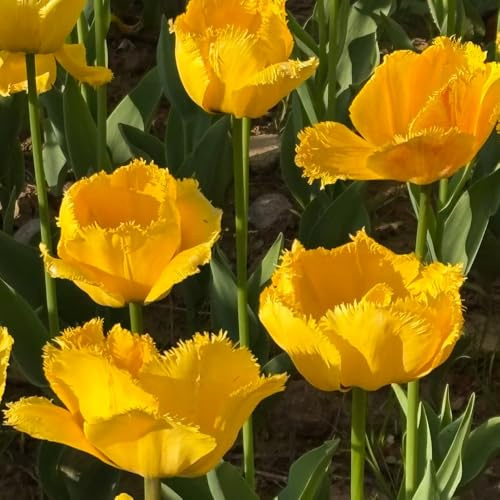 Bulbi di tulipano tappezzanti in vaso bulbi giardino giardino decorazioni per esterni rialzata di primaverili d'appartamento 7pcs
