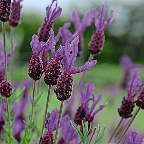 French Lavender Spanish Lavender Seeds Lavandula stoechas Aromatic Foliage Scented Purple Blooms Hardy Shrub Easy to Grow Your Own Garden Flowers 1x Packet (Approx. 50 Seeds) by Thompson and Morgan