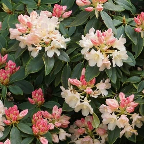 Rhododendron 'Golden Torch' 25-30 cm pot | Arbuste compact, floraison jaune lumineuse, idéal massif & rocaille
