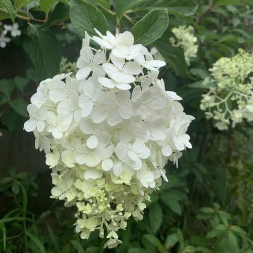 120 pcs Rispenhortensien Winterhart Pflanze, samen winterharte stauden mehrjährig Hydrangea Paniculata gartenblumen wiesenblumen samen blumen winterharte pflanzen balkonpflanzen alte