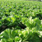 Foglia Semi di Senape 100 Semi Sinapis Alba Brassica Juncea Coss Senvy Semi D020
