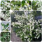 Gelsomino comune resistente - semi perenni resistenti perenni piante rampicanti resistenti piante da giardino roccioso resistenti semi di erbe aromatiche Gelsomino comune piante 300pcs