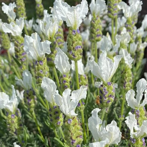 semillas de lavanda perennes resistentes, exóticas 350pcs