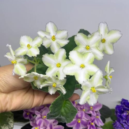 Usambaraveilchen Pflanze Samen Kaufen - balkonpflanzen-blumen zum einpflanzen bonsai samen-schnell wachsender garten geschenk-SchöNe Topfpflanze zimmerpflanzen-langer Blütezeit für 300pcs