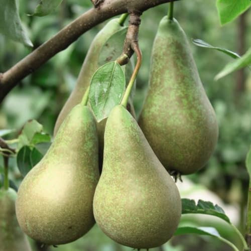 Pear 'Conference' Tree - Versatile Dessert and Cooking Fruit - Late-Season Cropping - Partially Self-Fertile - Compact Size for Small Gardens - 1x 4 Litre Potted Plant by Thompson & Morgan