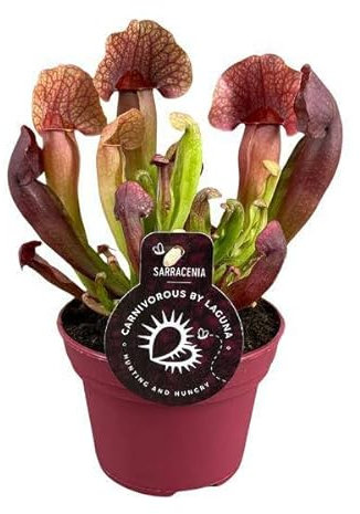 Pianta carnivora - Sarracenia Catesbaei - Pianta d'appartamento - Ø 12 cm - 23 cm