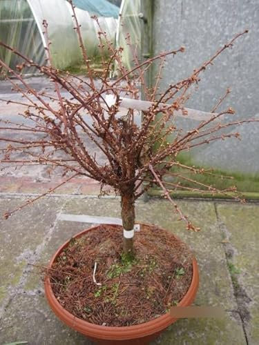 Zwerg-Mammutbaum Nordlicht - Metasequioa glyptostroboides Northlight - 25-30cm