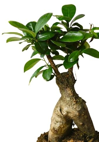 Ficus Retusa Bonsái NATURAL de Interior Artístico y Relajante