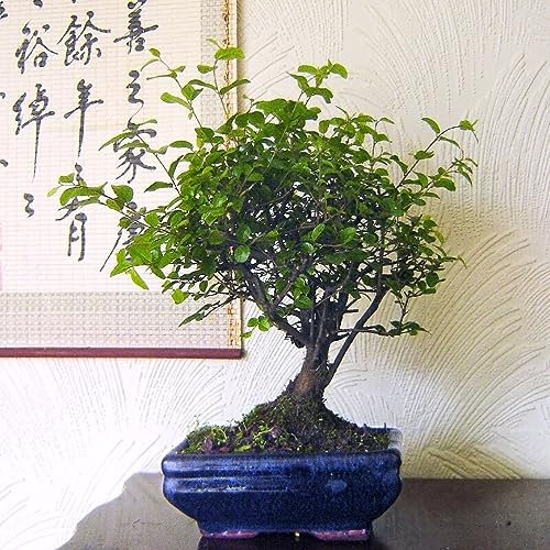 Sageretia Bonsai Tree in Ceramic Pot (Sageretia theezans): Elegant Sweet Plum Bonsai - Indoor & Outdoor Elegance, Artistic Pruning Potential, Delicate Leaves and Fruits