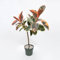 Pianta vera di Ficus elastica Belize in idrocoltura - Diametro Vaso Ø 27 cm