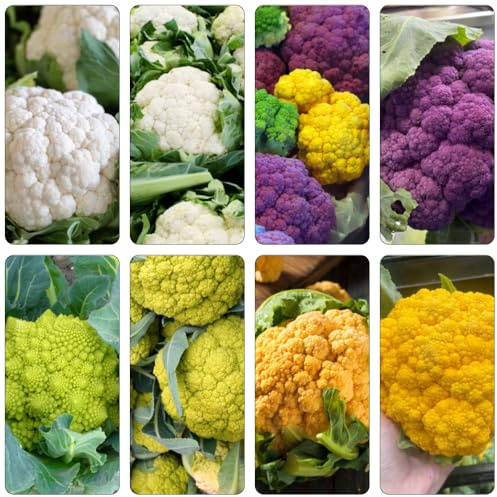 cavolfiore - semi di varietà tradizionali semi di silvestro decorazione perenne resistenti