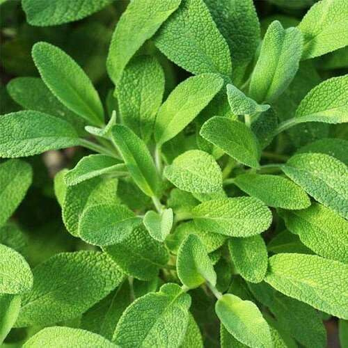 20 semi di salvia verde