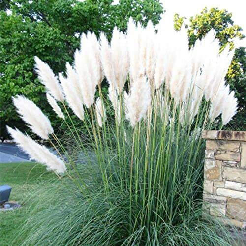 Luojuny Mini Pampas Grass Seeds, 500Pcs Semi di piante Forte vitalità Produttiva assortiti Mini Pampas Grass Seeds for Backyard Bianco
