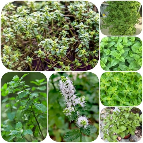 Semi di menta piperita resistenti menta piperita esotica selvatiche balcone coltivazione di giardino resistenti per giardini rocciosi 500pcs