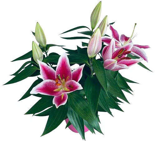 Lirio Natural Planta de Interior y Exterior Fácil de Cuidar y Resistente