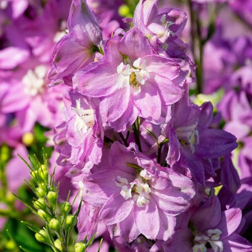 GardenersDream Pianta di Delphinium Highlander Astolat Rosso in Vaso – Pianta da Giardino Fiorita a Spiga Rossa Unica e Rara – Perenne da Esterno per Giardino e Bordure (incl. Vaso 11 cm)