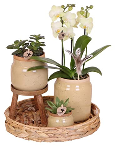 Kolibri Orchids | Plantes vertes avec orchidée phalaenopsis jaune dans des pots décoratifs vintage kaki et un plateau de jacinthe