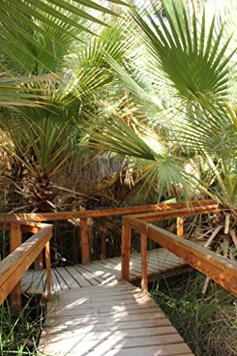 Palma, California Palma, Washingtonia filifera, 40 semi