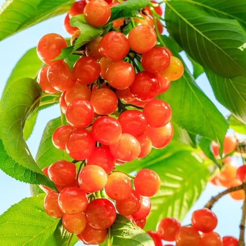 350 piezas semillas de decoración de cerezo - en espaldera cereza columnar, semillas jardín interior jardín cerezo