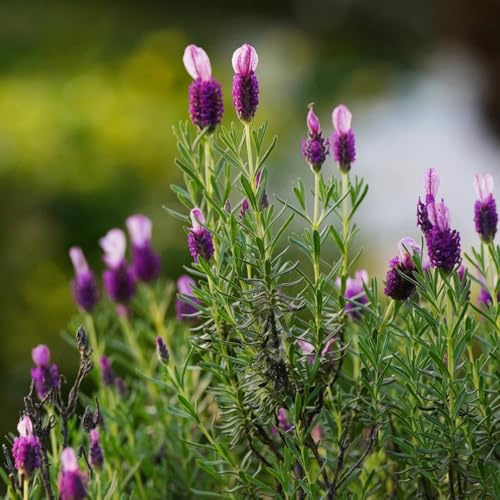 semi di lavanda resistenti, per esterno da balcone, giardino interno, 50pcs