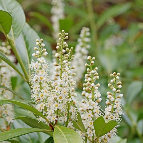 semillas de laurel cerezo, organicas exóticas balcón jardín raras interior 250pcs