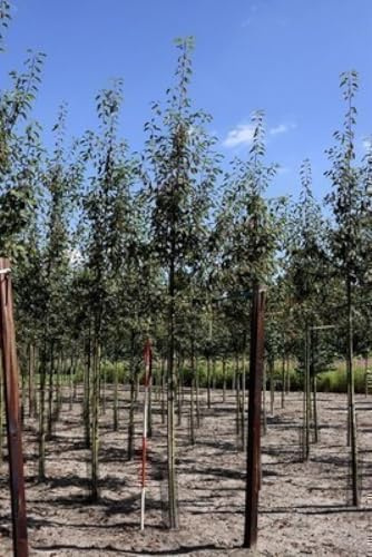 Amelanchier arborea 'Robin Hill' - Felsenbirne Robin Hill 60-80 cm Container