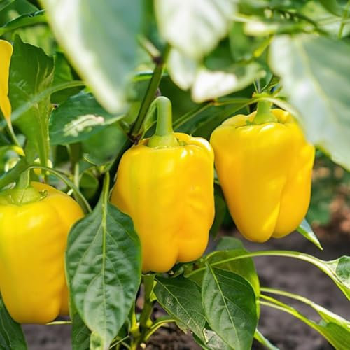 100 Graines de Piment Jaune du Diable | Graines de Piment Fort pour Jardin, Serre, Potager | Haute Germination, Récolte Savoureuse