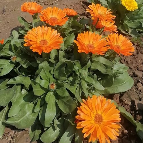 Semi di calendula, regali di calendula officinalis, giardinieri di copertura del terreno di perenne resistente 100pcs