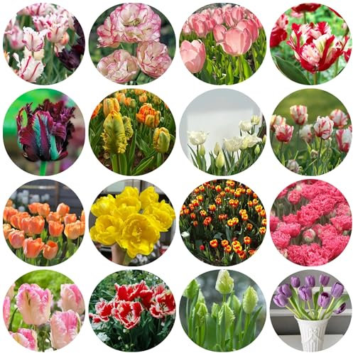 tulpenzwiebeln frühlingsblüher zwiebeln, winterharte pflanzen für garten, kräutergarten pflanzendeko balkonpflanzen winterhart, tulpenzwiebel winterharte kübelpflanzen, blumenzwiebeln 22pcs