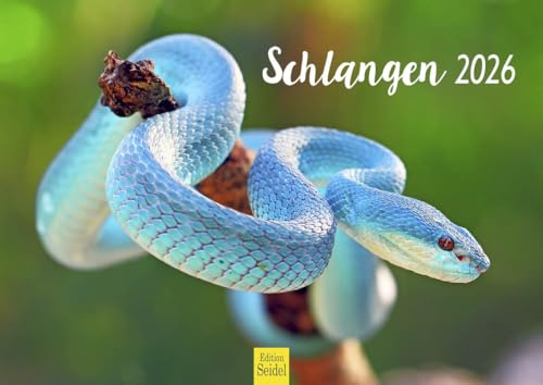 Edition Seidel Calendario premium de serpientes 2026, formato DIN A4, calendario de pared, calendario animal, serpiente, reptiles, escalopas