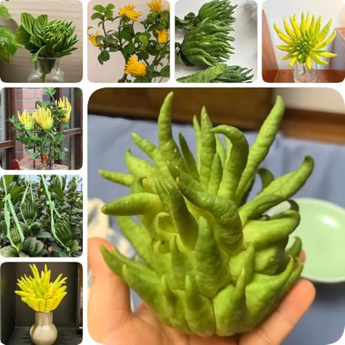 50 pcs Bergamotte Samen - Citrus medica, obst samen balkonpflanzen winterhart baumsamen exotische früchte säulenobst dekoration wohnzimmer seed best of obstbäume deko pflanzen bio