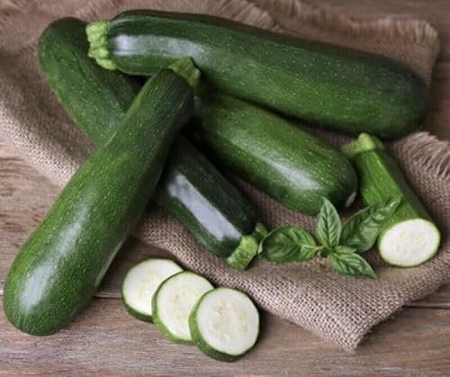 Buy4seeds 10 Seeds COURGETTE - Zucchini Early Easy for Grow Garden