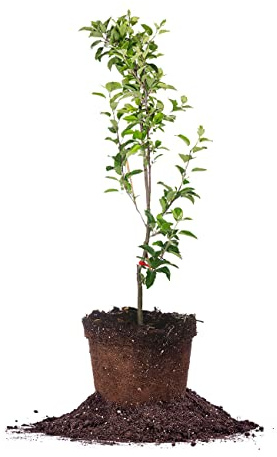 Perfect Plants Red Delicious Apple Tree 1 Gallon | Live Fruit Trees for Outdoor Planting | Fast Growth Rate Produces Fruit in Year 2-3 | Sweet & Healthy Red Apples for Home Gardening
