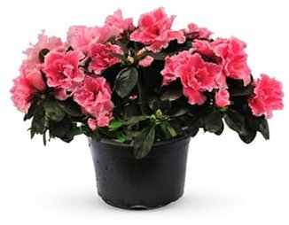 Flor de Azalea: Un Regalo de la Naturaleza para tus Sentidos