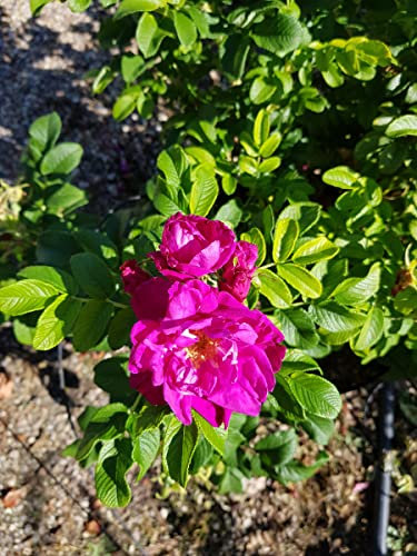 Rosa rugosa 'Roseraie de l'Haÿ' / Rosier rugueux poupre/Godet/Arbuste fruitier