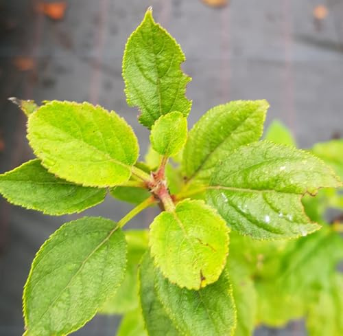 Malus communis 'Bittenfelder' (De semis) / Pommier franc/Conteneur de 7 à 10 litres/Fruitier