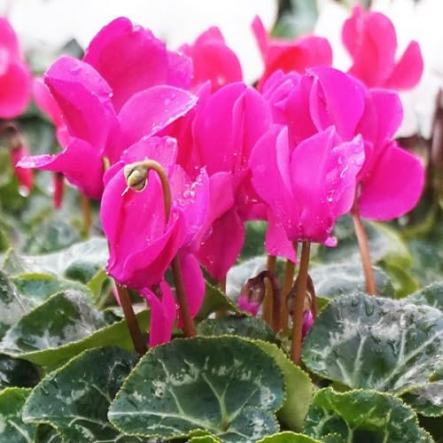Nouvelles graines fraîches de fleurs de cyclamen 60 pièces