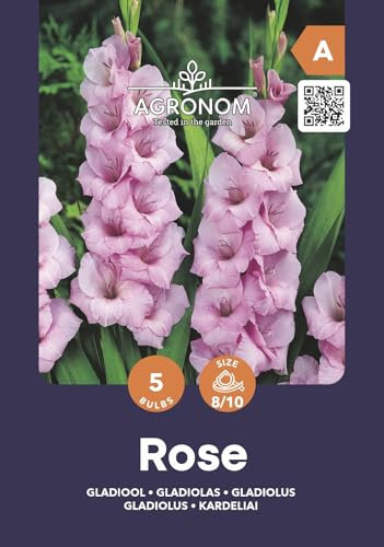 AGRONOM | GLADIOLEN - ROSE | Mehrjährige Blumenzwiebeln | Rosa Blumen | Werden in Blumengärten, Töpfen angebaut, in blühenden Rasenflächen | 5 Blumenzwiebeln