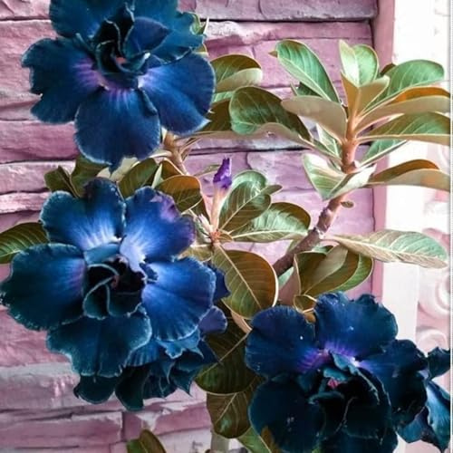 Adenium obesum bulbi,Piante perenni,Rosa del Deserto pianta vera,Resistenti,Adenium obesum pianta,Tagliare,bulbi rosa del deserto(Non Artificiali)-1bulbi-C