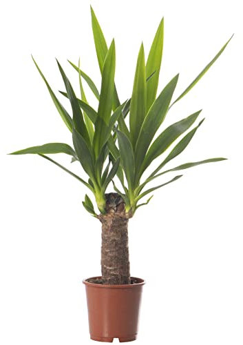 Yucca Elephantipes, große echte Zimmerpflanze, immer grün, hohe Pflanze.