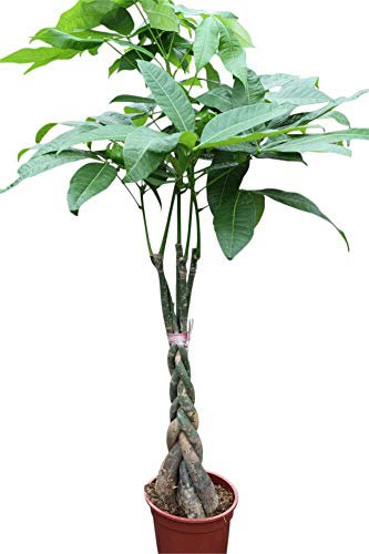 Indoor Plant -House or Office Plant - Pachira Aquatica - Money Plant- Approx 85cm Tall