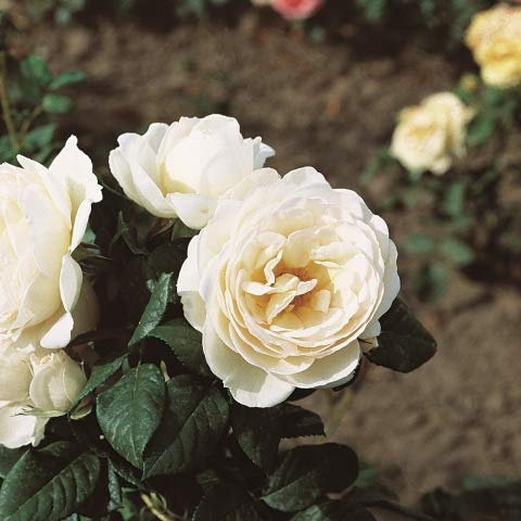 Uetersener Klosterrose®, rosa in vaso di Rose Barni®, pianta di rosa rampicante rifiorente, altezza raggiunta fino a 3,5 metri, grandi fiori a coppa di colore bianco crema, profumati, Cod. 16087