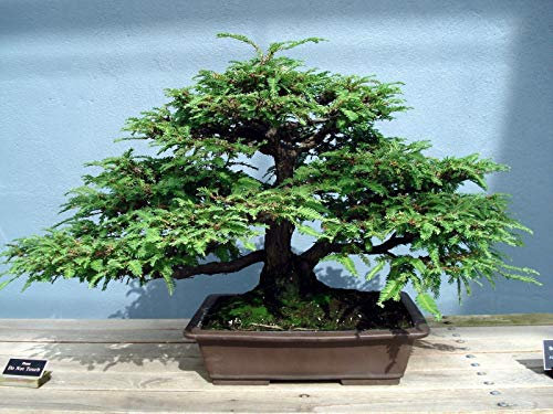 Portal Cool I Semi Sequoia Sempervirens Sequoia Rossa Nain Giardino di casa 30 pz