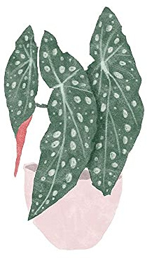 ArtExpert Polka Dot Begonia Ii by Bannarot - 16x16 Art Print Poster